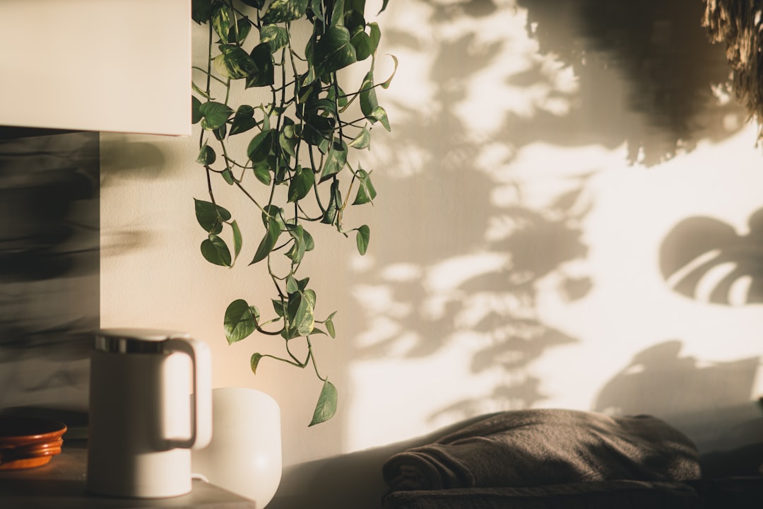 Photo apartment plant care in summer
